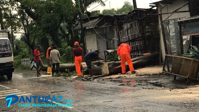 
					Pohon Tumbang di Gondangwetan, Penjual Mainan Patah Kaki