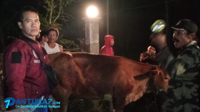 
					Polisi dan Warga Tiris Gagalkan Pencurian Sapi Saat Salat Tarawih