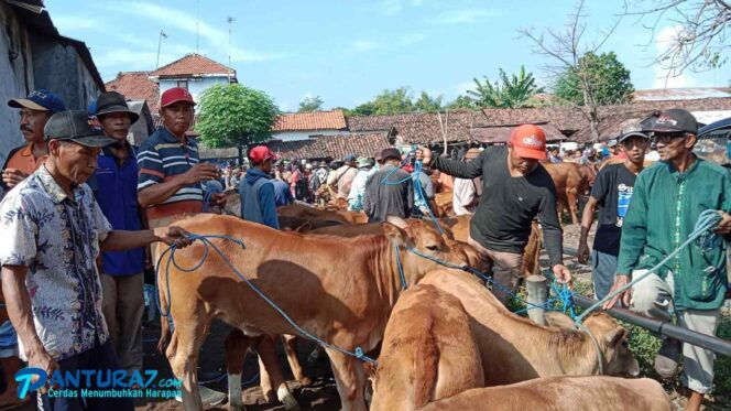 
					Abaikan Virus PMK, Harga Sapi di Probolinggo Tetap Tinggi