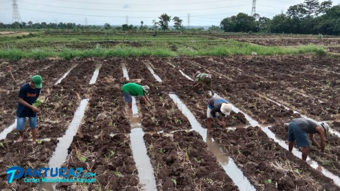 
					Hore! Petani Probolinggo Mulai Tanam Tembakau