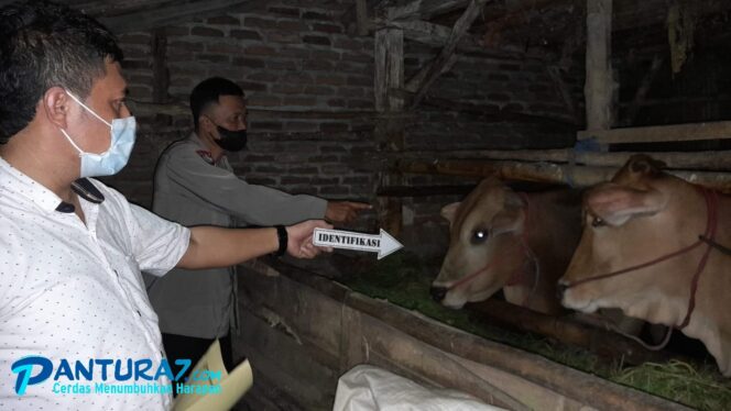 
					Warga Wangkal Gading Gagalkan Pencurian Sapi, Pelaku Lolos