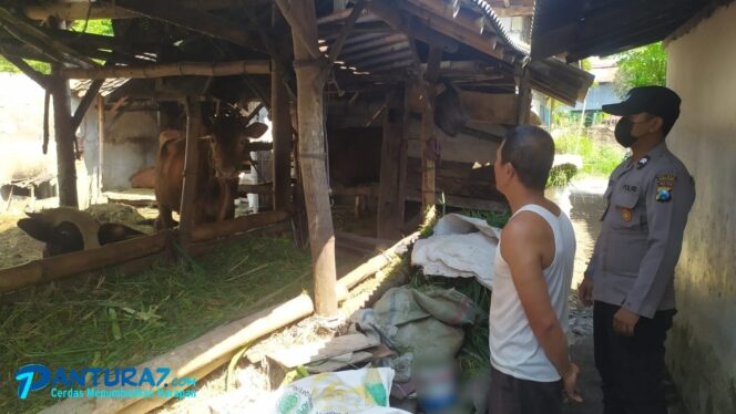 
					Libatkan 21 Polsek, Sapi Dicek Setiap Hari