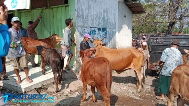 
					Ribuan Ternak di 5 Kecamatan Terancam Wabah PMK