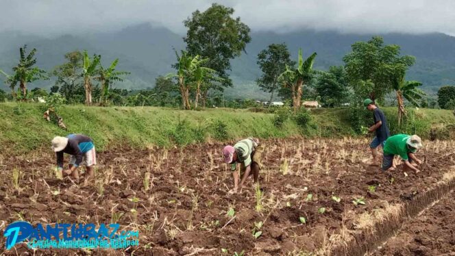 
					Hujan Deras Tenggelamkan Bibit Tembakau, Petani Tanam Ulang