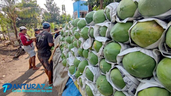 
					Budi Daya Pepaya 12 Hektar, Warga Maron Raup Ratusan Juta