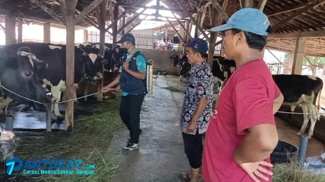 
					BERGEJALA Petugas Dinas Peternakan Kabupaten Pasuruan memeriksa sapi bergejala PMK. (foto: Moh. Rois)