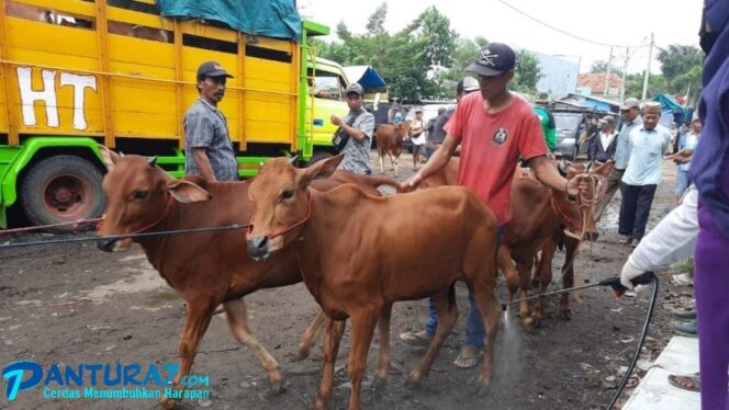 
					PMK Kian Merebak, 45 Sapi Mati, 2 Dipotong Paksa 