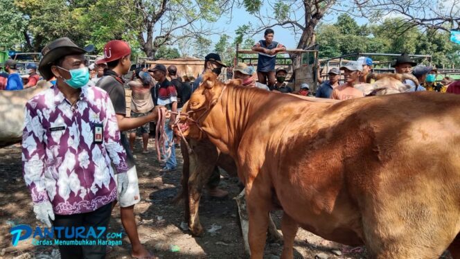 
					Qurban Sapi di Masa PMK, Bagaimana Aturannya? 