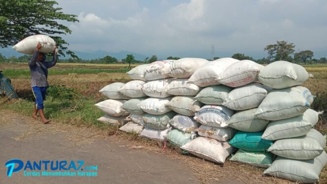 
					Banyak Padi Terendam Banjir, Hasil Panen Anjlok