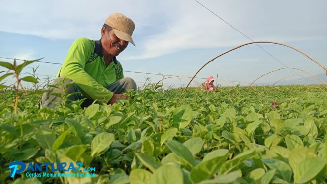 
					Intensitas Hujan Tinggi, Penjual Bibit Tembakau Ketiban Berkah