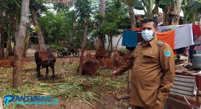 
					MEMANTAU: Walikota Probolinggo Habib Hadi Zainal Abidn blusukan ke kandang dan berbincang-bincang dengan sejumlah peternak sapi di Kota Probolinggo.