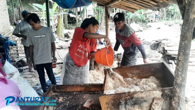 
					‘Kampung Sagu’ di Probolinggo, Warganya Olah Aren Jadi Tepung