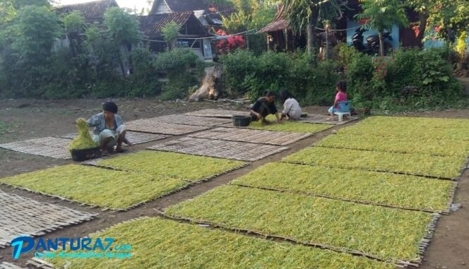 
					Gudang Belum Buka, Petani Mulai Panen Tembakau