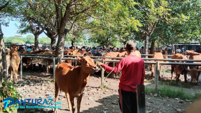 
					Jelang Idul Adha, Pasar Hewan Pakuniran Sepi