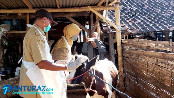 
					Target 700 Sapi, Kota Probolinggo Sudah Vaksin 394 Sapi