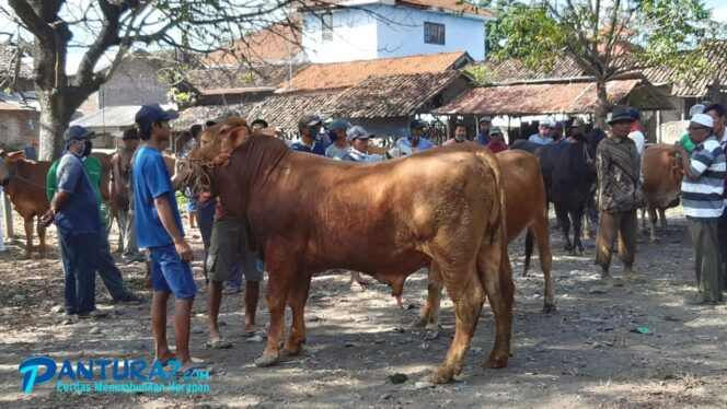 
					Retribusi Pasar Hewan Jauh dari Target