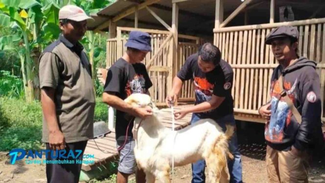 
					Sempat Terjangkit PMK, Domba dan Kambing Sembuh Total