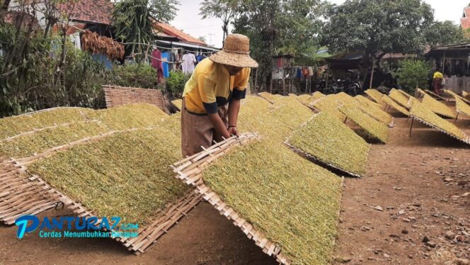 
					Jelang Akhir Agustus, Gudang Tembakau Belum Buka