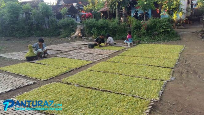 
					Petani Tembakau Banyak Masalah, DPRD Akan Sidak Gudang