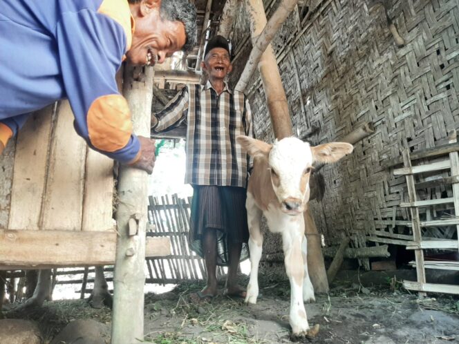 
					Bikin Geger, Sapi di Lumajang Berkaki Tiga