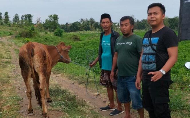 
					Curwan di Kaliacar Gading Gagal Total, Sapi Ditemukan di Hutan