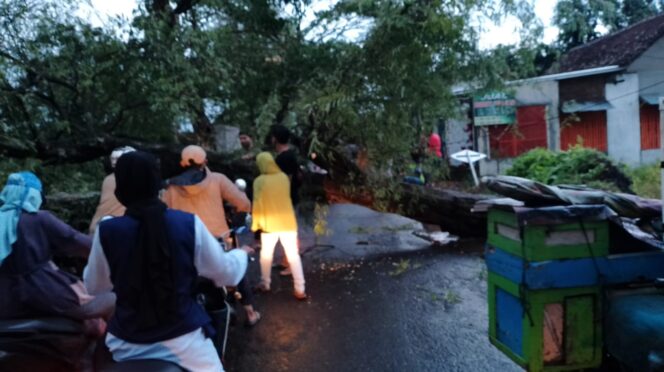 
					Tersapu Angin, Pohon di Jalur Pantura Tumbang, Lalin Lumpuh