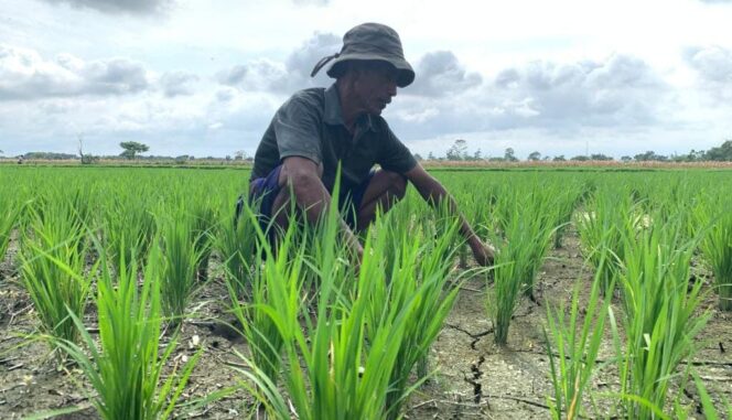 
					Musim Tanam Tiba, Pupuk Subsidi di Lumajang Tetap Langka