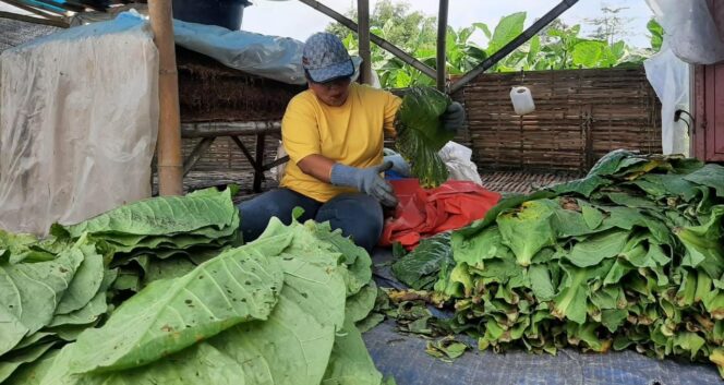 
					GALAU: Aktivitas petani di Kabupaten Lumajang usai petik daun tembakau. (foto: Asmadi)