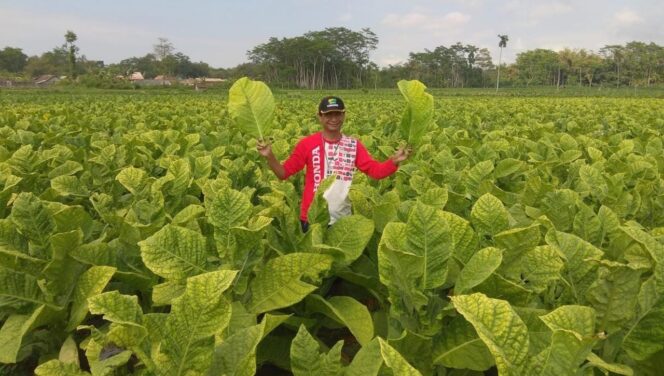 
					Hore! Petani Tembakau di Lumajang Diguyur Bantuan Rp10,5 M