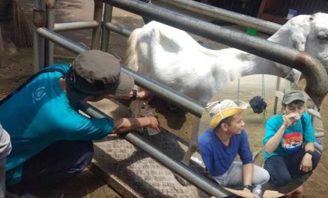 
					WISATA EDUKASI: Salah seorang wisatawan memeras susu kambing di Gootzila Farm. (foto: Asmadi)