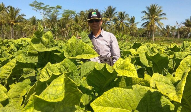 
					Bantu Dongkrak Dana Cukai, Petani Tembakau Masih Kesulitan Pupuk Subsidi