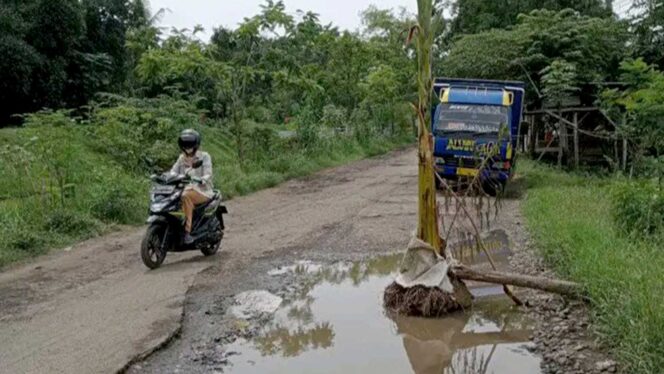 
					Rusak dan Berlubang, Jalan Banyuanyar-Maron Ditanami Pohon Pisang