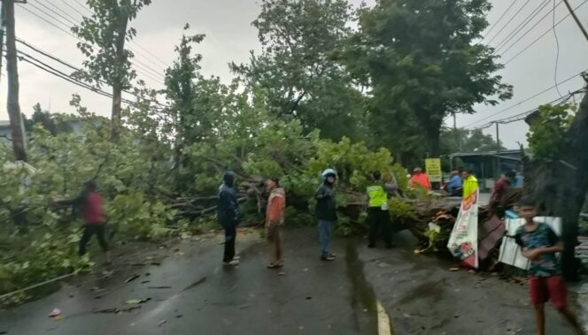 
					Pohon Tumbang Terjadi di Pasuruan, Tersebar di 8 Titik