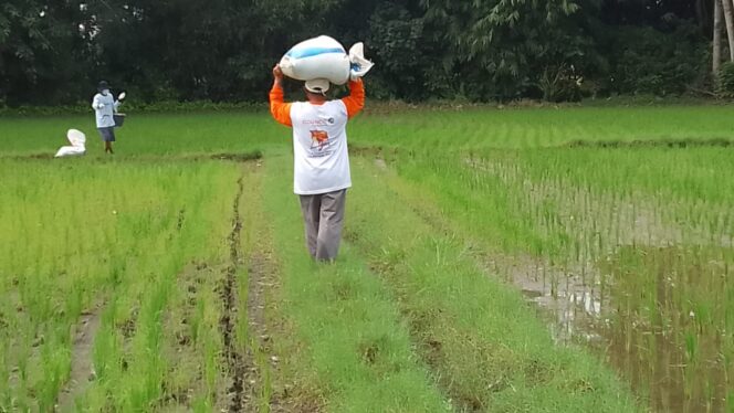 
					Empat Daerah di Probolinggo Darurat Pupuk, mana saja?