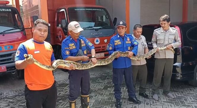 
					Panik! Ular Sanca 4 Meter Masuki Pemukiman di Kota Pasuruan 