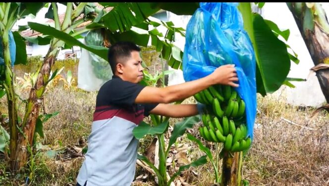 
					Pemuda Lumajang Sulap Lahan Kosong jadi Kebun Pisang Cavendish, Omsetnya Bikin Geleng-geleng Kepala