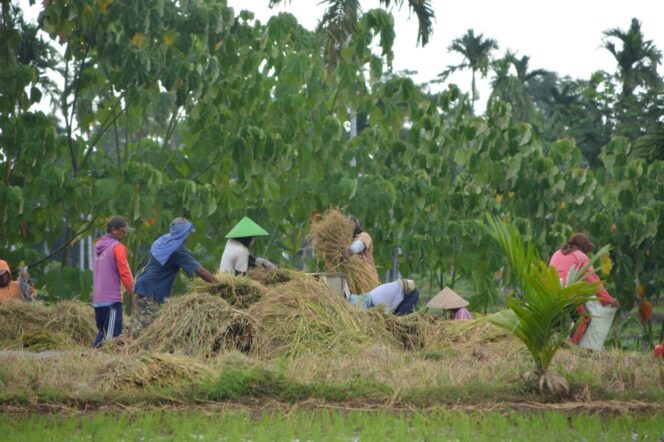 
					Sejumlah petani sedang melakukan proses pemanenan padi di Kecamatna Gading beberapa waktu yang lalu.