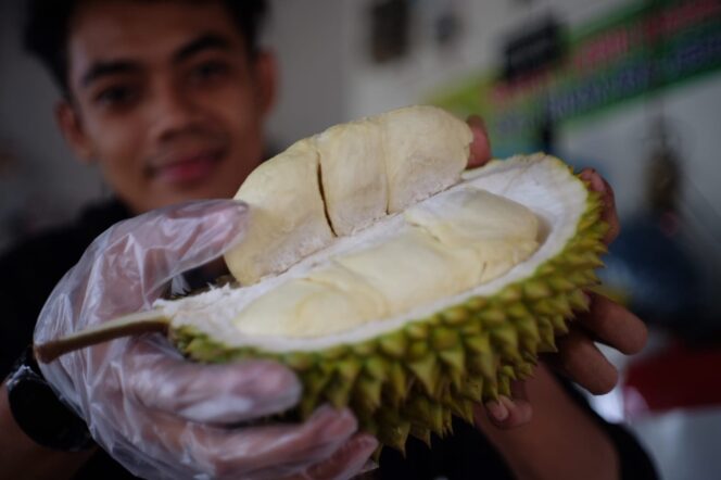 
					Durian Lumbang. 