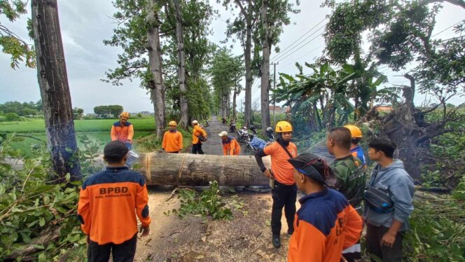 
					Petugas gabungan memotong dan mengevakuasi pohon roboh.