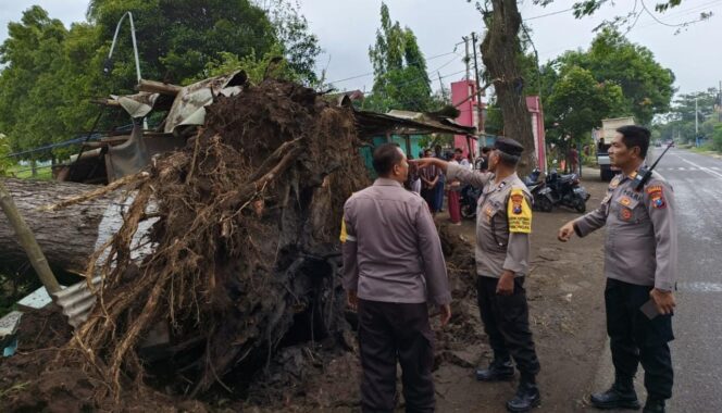 
					MAKAN KORBAN: Pohon tumbang di Kecamatan Winongan lukai satu orang korban. (foto: Moh. Rois)