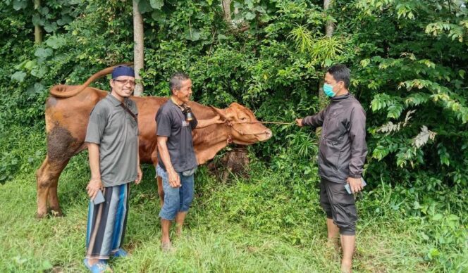 
					Ditemukan: Warga berhasil menemukan sapi curian yang disembunyikan pelaku dalam rumpun bambu. (foto: Asmadi)