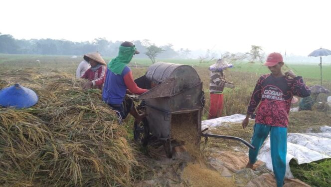 
					PANEN: Para petani di Kabupaten Lumajang saat panen raya padi. (foto: Asmadi)