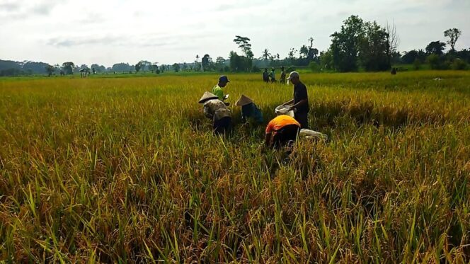 
					MEROSOT: Kuantitas dan kualitas padi musim tanam kedua di Lumajang turun dibandingkan musim tanam pertama. (foto: Asmadi)