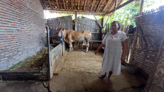 
					Perawat sapi menunjuk lokasi sapi yang raib