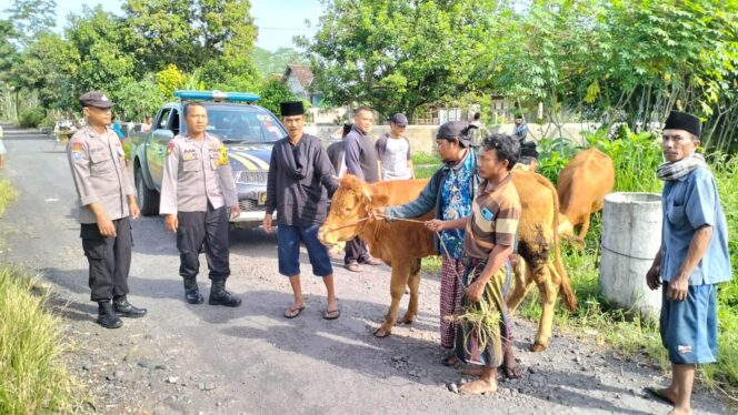 
					DITEMUKAN: Dua ekor sapi milik warga Lumajang yang digondol maling berhasil ditemukan. (foto: Asmadi)