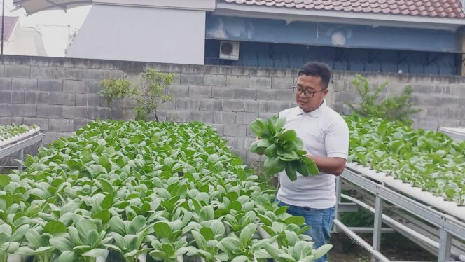 
					TELATEN: Wahyu Iqsan di lahan tanaman sayur hidroponik-organik miliknya. (foto: Moh. Rois)