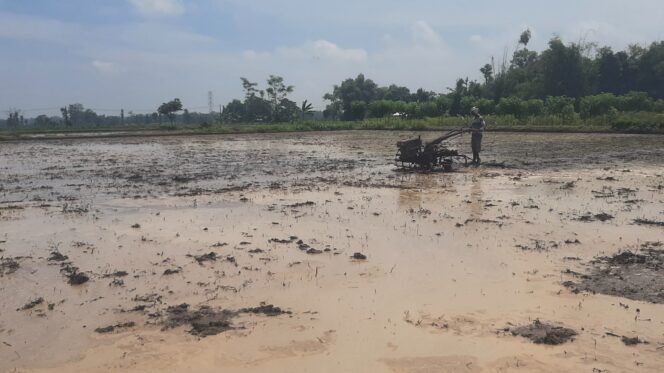 
					Proses Penbajakan di salah satu sawah yang berada di Kecamatan Besuk.