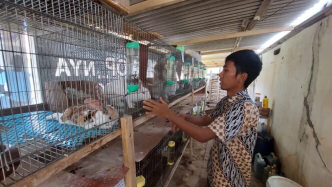 
					Abdur Rohim Syariffudin sedang mengecek kelinci budidayanya.