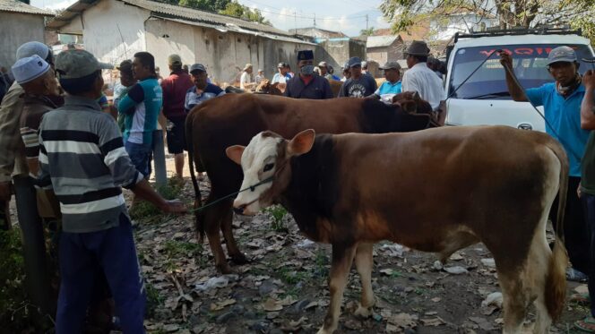 
					DIAWASI: Pengawasan kesehatan sapi potong diperketat menjelang Idul Adha. (foto: dok)