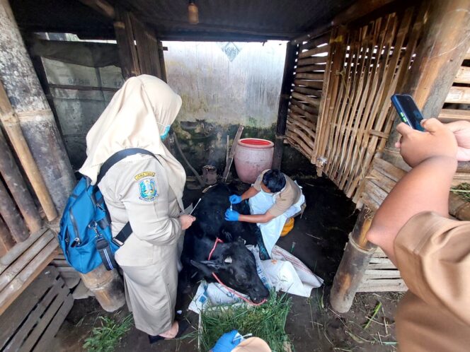 
					Petugas mengambil sampel darah sapi di Kecamatan Sumberasih, beberapa waktu lalu. (Foto: Istimewa)